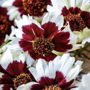 Close-up of white and deep red flowers blooming.